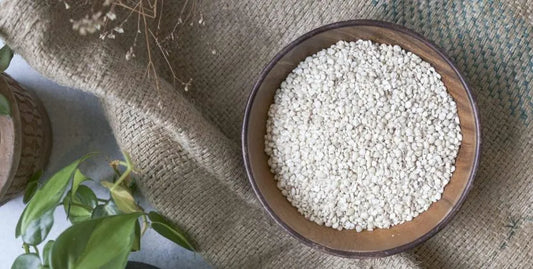 Adlai: The Healthier Alternative to Rice, Its Nutritive Value and Uses
